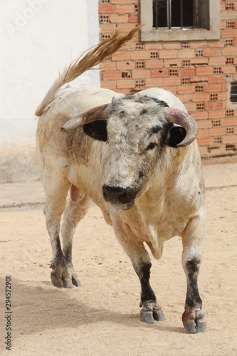 Toro bravo en las plazas y calles 