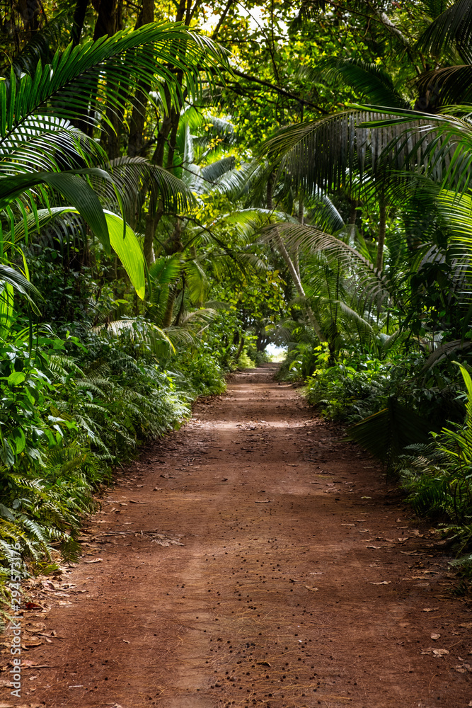 Naklejka premium Ground rural road in the middle of tropical jungle.