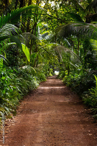 Ground rural road in the middle of tropical jungle.