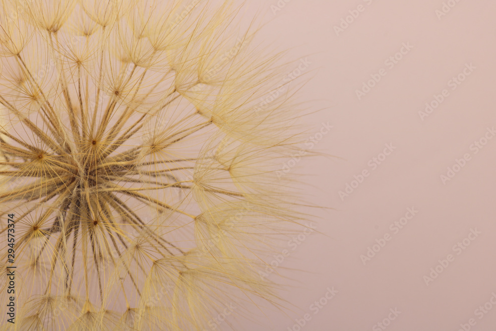 macro photography of dry dandelion macro photography of dry dandelion