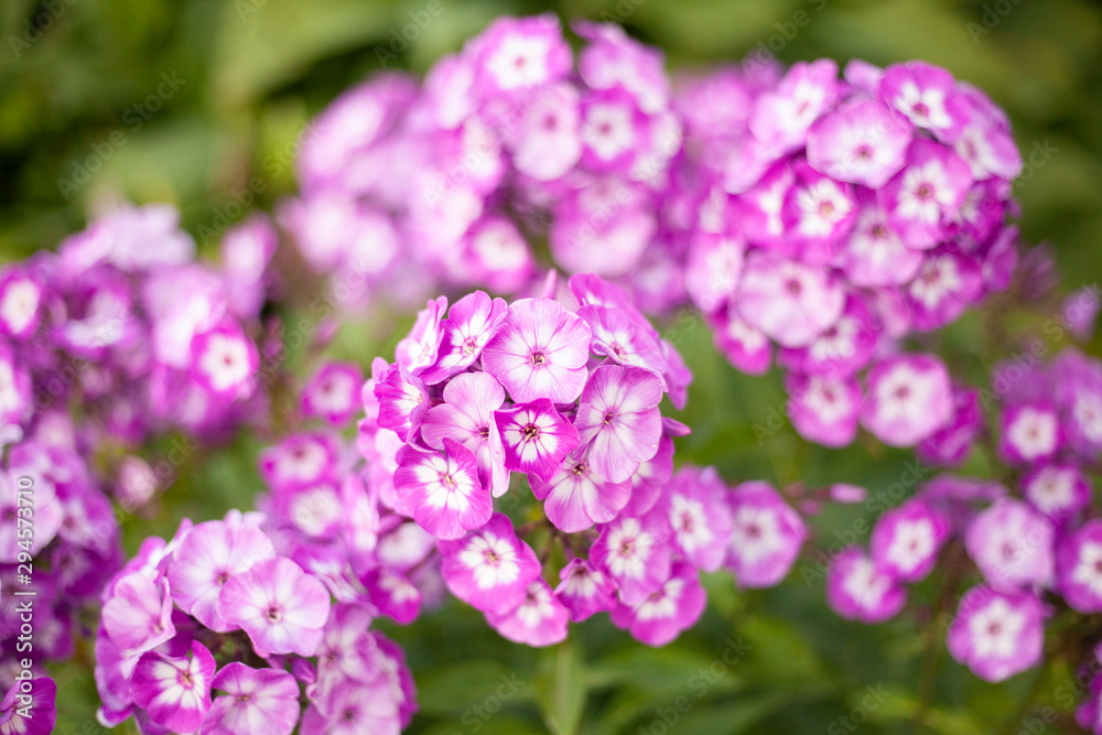 Bright flower in the garden. A beautiful and sweet-smelling flower. Beautiful natural background. Bright flower in the garden. A beautiful and sweet-smelling flower. Beautiful natural background.