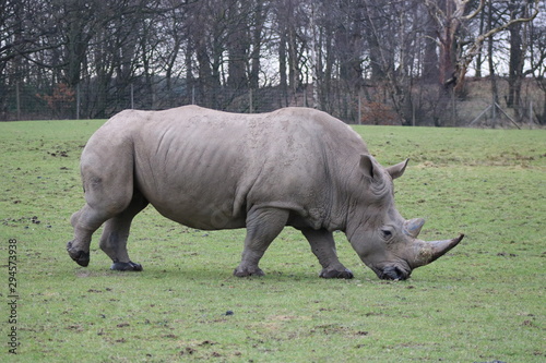 Grazing Rhinoceros