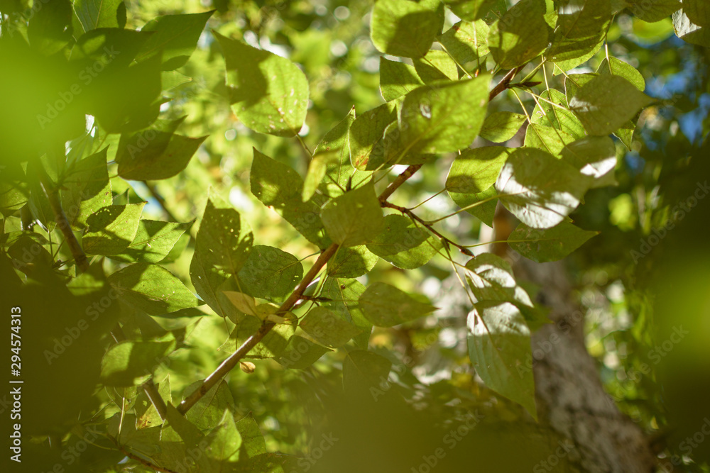 Green leaves and the sun lignt