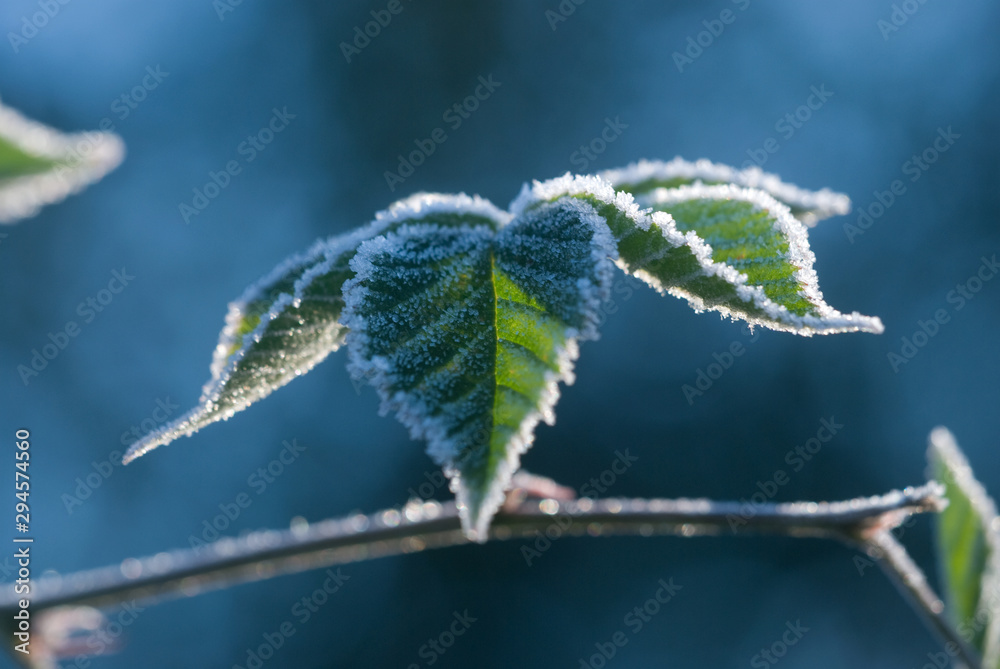 Leaves on a branch covered with hoarfrost, frosty morning Leaves on a branch covered with hoarfrost, frosty morning
