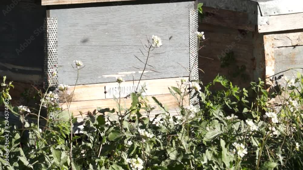 Bees fly around the beehives in the summer. Close up Shot.
Bees fly around the beehives in the summer. Close up Shot.