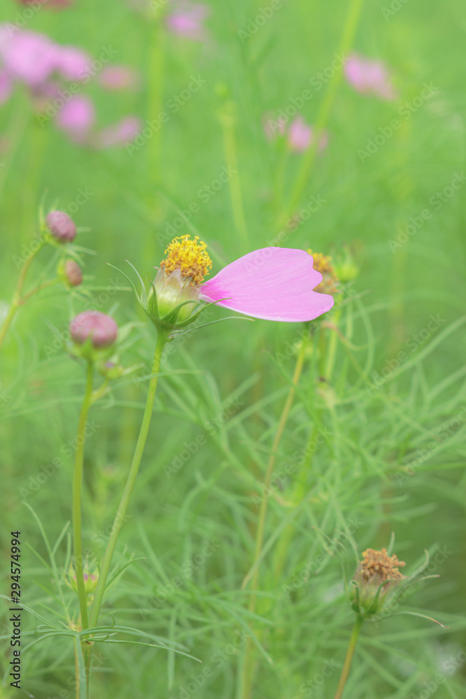 一枚だけのコスモスの花びら Stock 写真 Adobe Stock