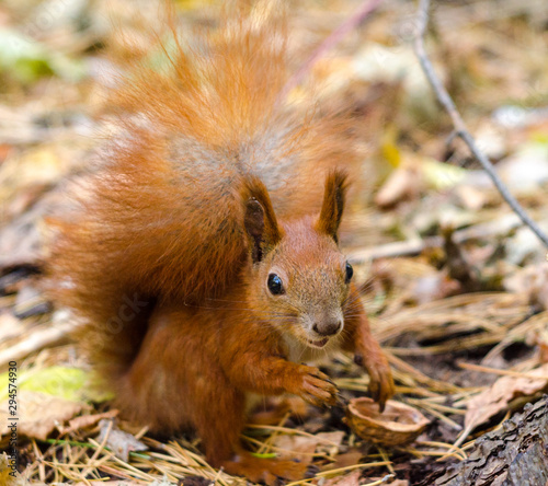 Red squirrel in the forest looking for nuts © ola_pisarenko