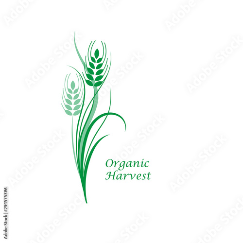 Green wheat spikelet on a white isolated background. Vector illustration