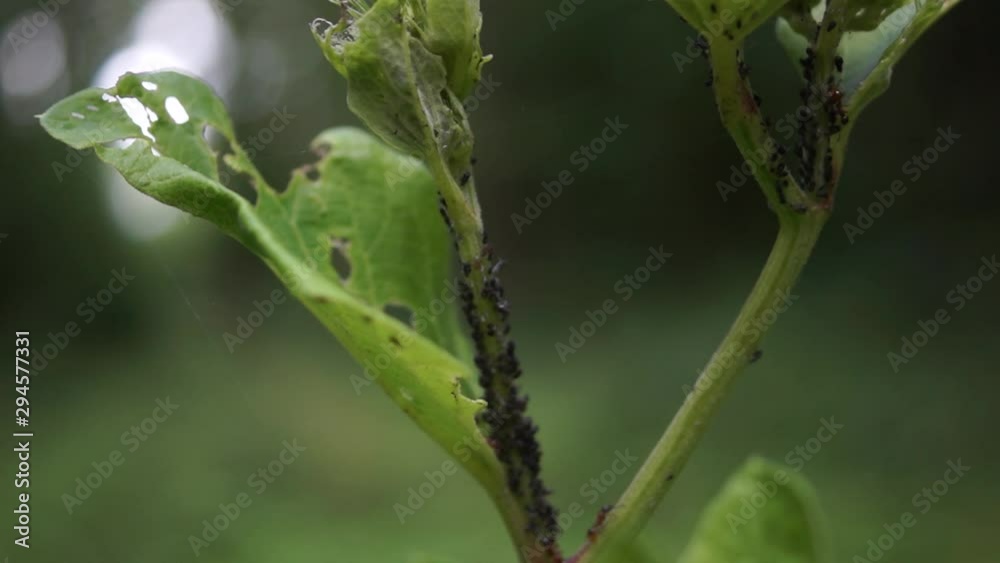 Aphid ranchers tending to their plant lice ant aphid colonies Aphid ranchers tending to their plant lice ant aphid colonies