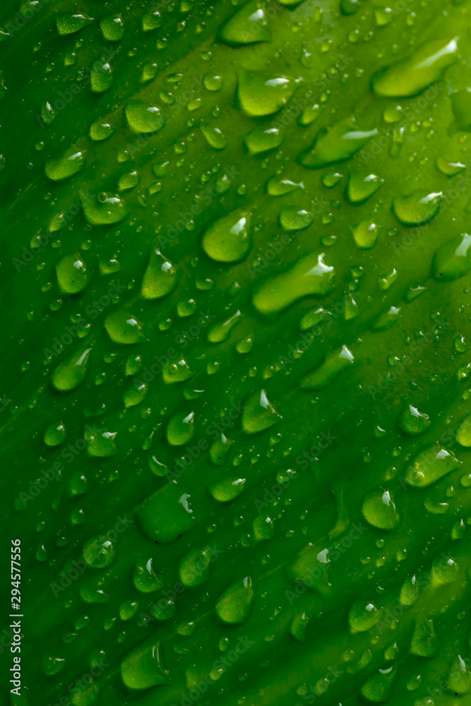 Water droplets on the green leaves after raining for natural background.