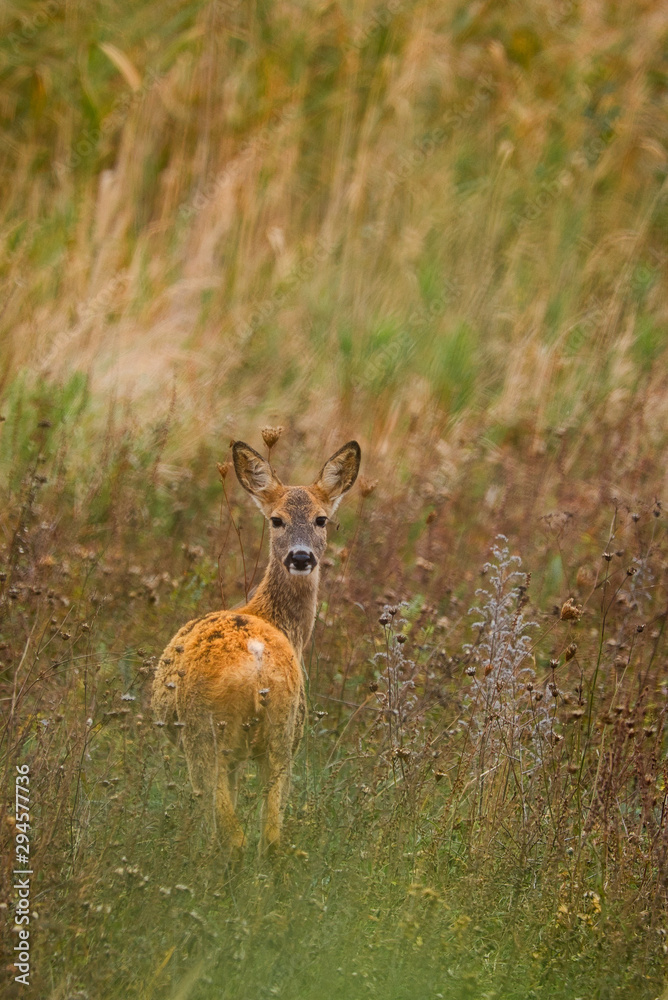 Roe deer , Capreolus capreolus on meadow Roe deer , Capreolus capreolus on meadow