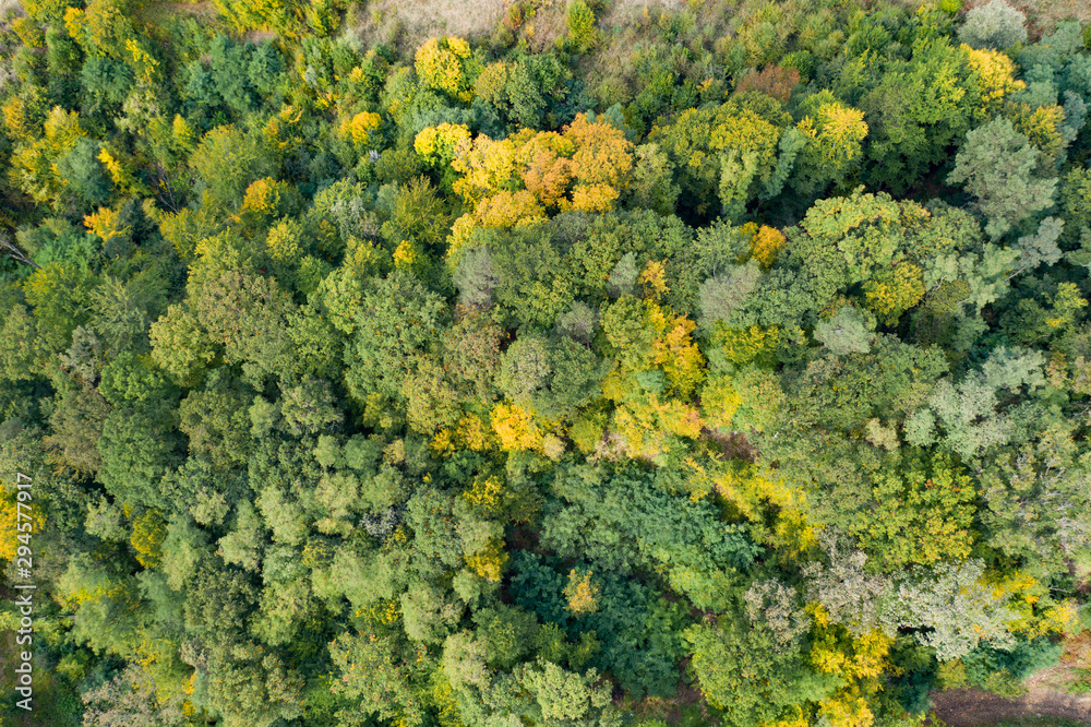 Autumn forest aerial drone view. Autumn forest aerial drone view.