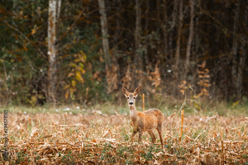 Fototapeta Naklejka Na Ścianę i Meble -  Roe deer , Capreolus capreolus on meadow