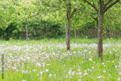 Streuobstwiese am Niederrhein