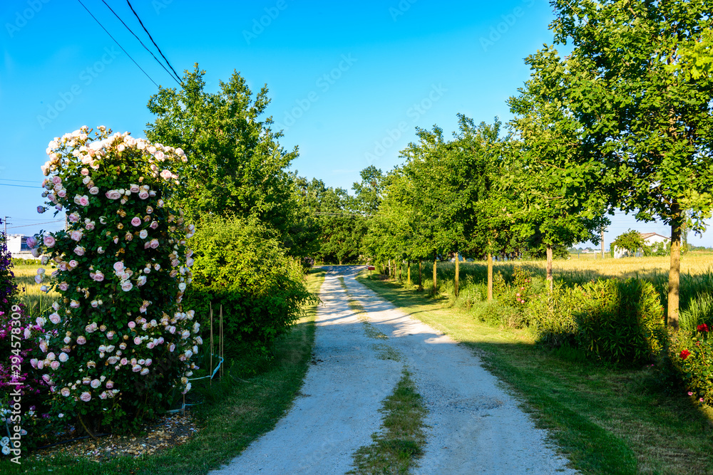 Strada di campagna nella pianura padana Italia Strada di campagna nella pianura padana Italia