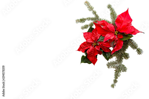 Poinsettia red flower with fir tree and snow on white background. Greetings Christmas card. Postcard. Christmastime. Red White and green.