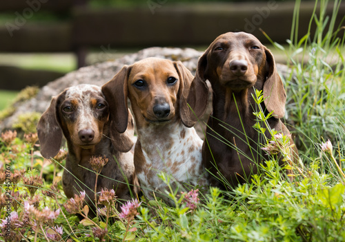 dog dachshund lying on the grass