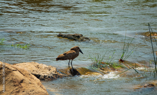 Hammerkop prepared for fishing in the river photo