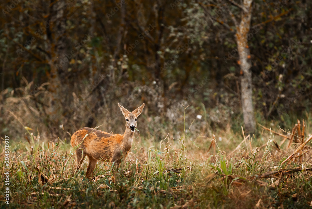 Roe deer , Capreolus capreolus on meadow