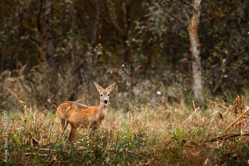 Roe deer   Capreolus capreolus on meadow