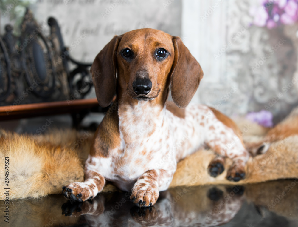 Dachshunds dog, rare color in the dog, Piebald Dachshunds dog, rare color in the dog, Piebald