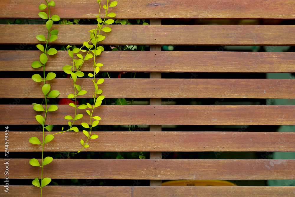 Green ivy leaves on the lath for background. Green ivy leaves on the lath for background.
