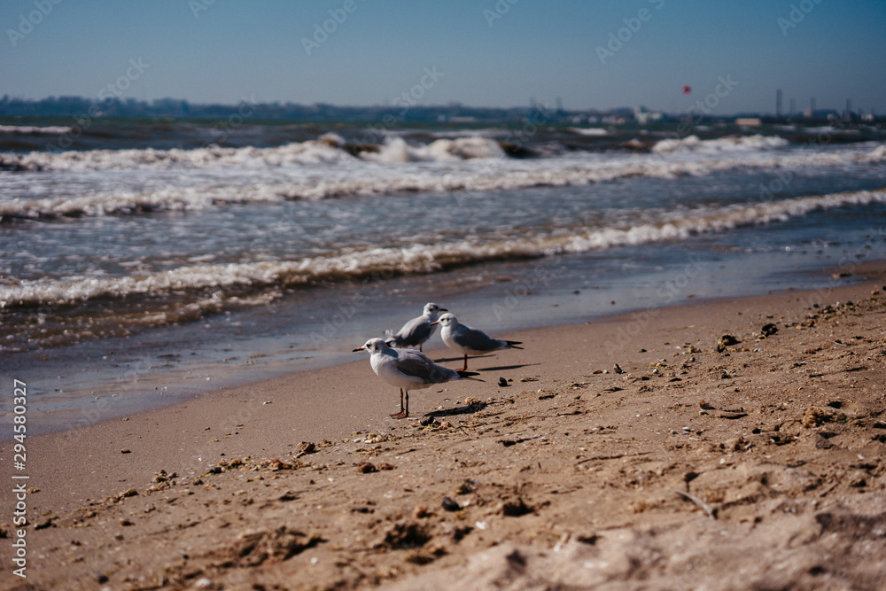 seagulls walk and fly on the seashore seagulls walk and fly on the seashore