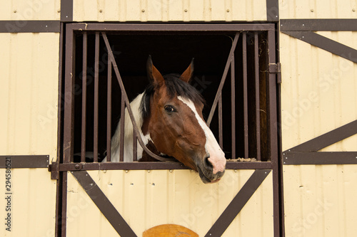 adorable photogenic brown and white horse cute sight from stall