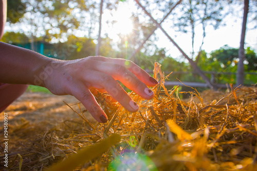 The woman is holding a hay, straw, stubble of the old grass. Procurement of feed for livestock or for sprinkling the beds. Real lens flare shot. photo