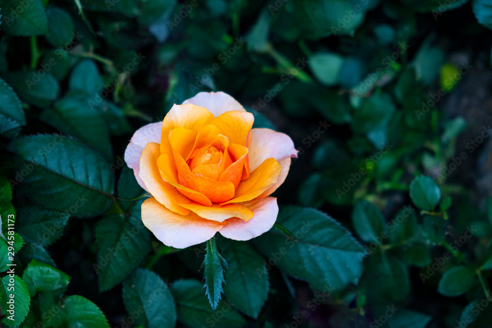 Blurred for Background.Beautiful Orange rose on green background. Blurred for Background.Beautiful Orange rose on green background.
