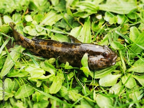 Caught fish goby lies on the grass ...