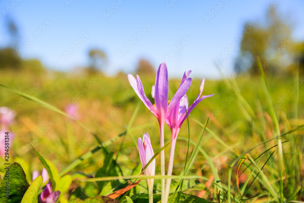 Beautiful mountain flowers wild saffron Beautiful mountain flowers wild saffron