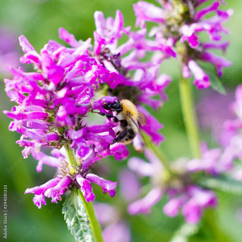 Beautiful dark pink flower on spring green field and sitting bumblebee in nature macro on soft blurry light background. Concept spring summer, elegant gentle artistic image, copy space. Beautiful dark pink flower on spring green field and sitting bumblebee in nature macro on soft blurry light background. Concept spring summer, elegant gentle artistic image, copy space.