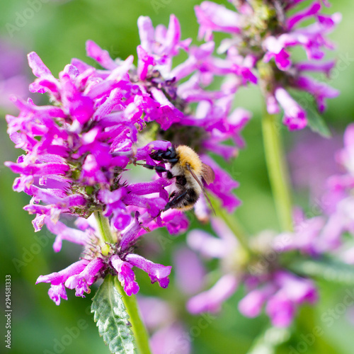 Beautiful dark pink flower on spring green field and sitting bumblebee in nature macro on soft blurry light background. Concept spring summer, elegant gentle artistic image, copy space.