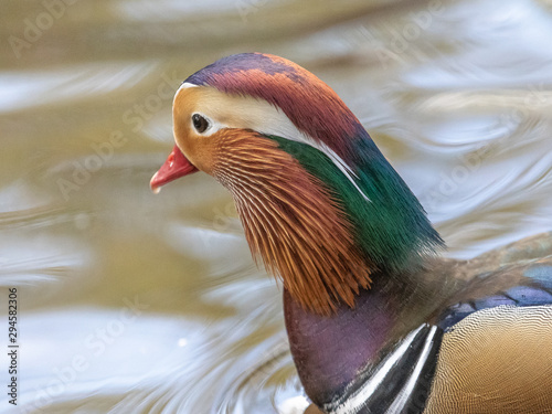 A colorful Mandarine Duck in a small pond