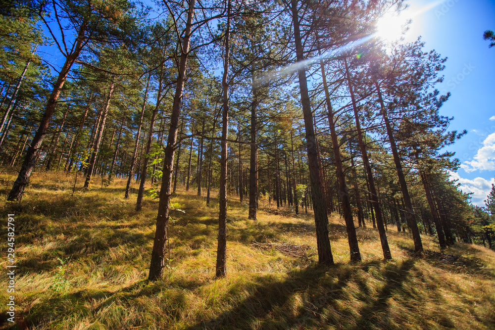 Fototapeta premium Sunlight Shining Through Pine Trees In Forest Against Blue Sky