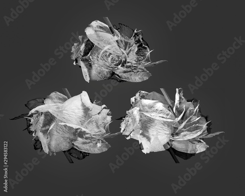 fleurs : trois roses