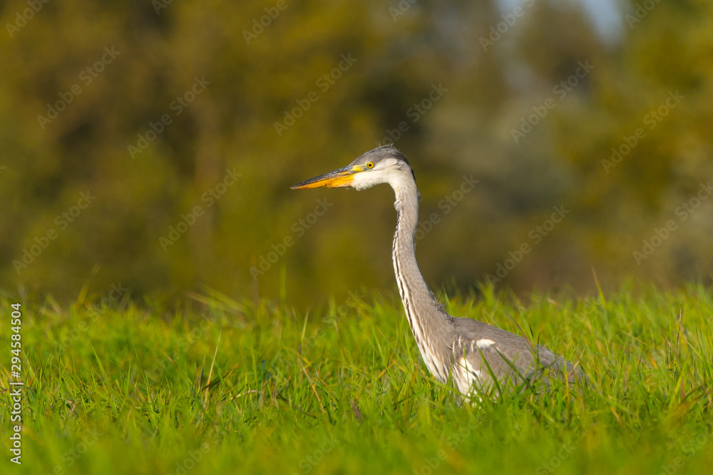Fototapeta premium Grey heron Ardea cinerea standing in tall grass on a meadow. Looking for food. Small animals such as voles.