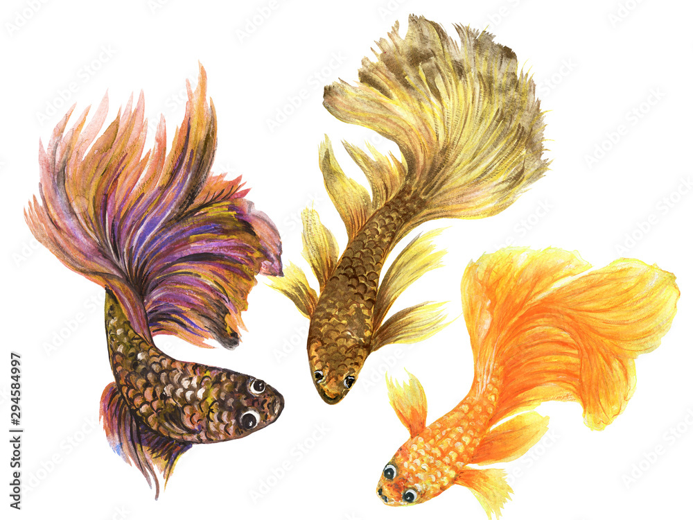 chinese betta fighting fish