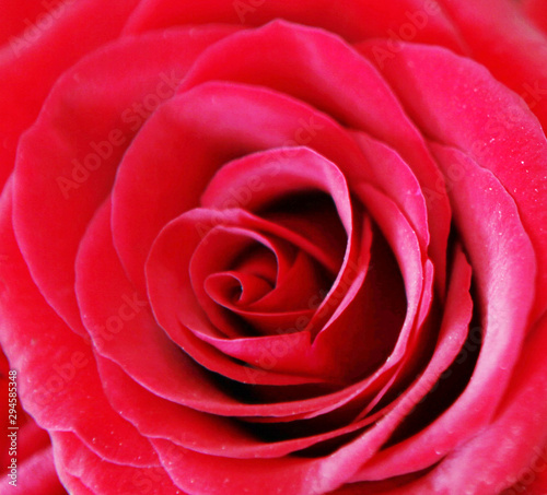 A Rose Is A Woody Perennial Flowering Plant Of The Genus Rosa, In The Family Rosaceae, Or The Flower It Bears.