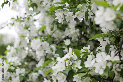 apple tree blossoms