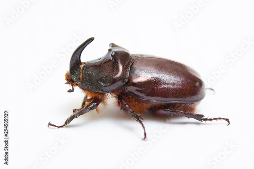 Rhinoceros beetle close up - studio shot, insectoid biology © alexey_m