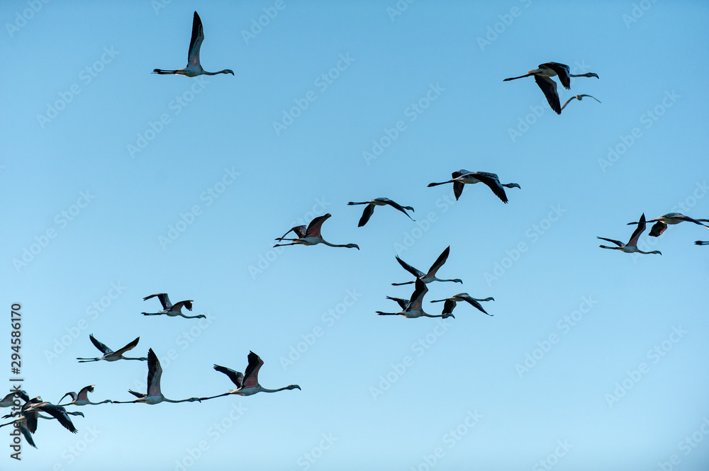 Silhouette of Flying Flamingos Silhouette of Flying Flamingos