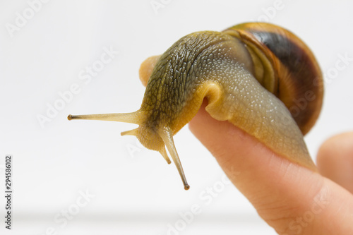 Close-up grape snail on female finger, pet - biology, food