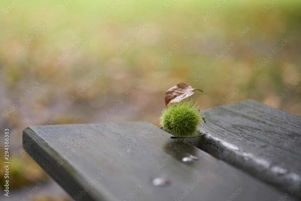 Autumn picture in Europe, a park wooden bench and a lying chestnut. The chestnut fruit lies on a park bench in the fall. Autumn composition in a city park Autumn picture in Europe, a park wooden bench and a lying chestnut. The chestnut fruit lies on a park bench in the fall. Autumn composition in a city park