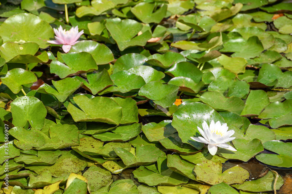 White and pink water lilies flowers White and pink water lilies flowers