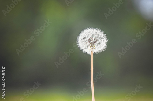 dandelion