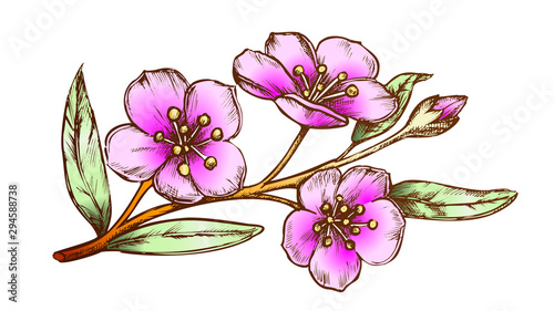 Sakura Oriental Fruit Garden Tree Vintage Vector. Graceful Sakura Twig With Flowers And Leaves Romantic Place Element. Engraving Layout Pencil Drawn In Retro Style BColor Illustration