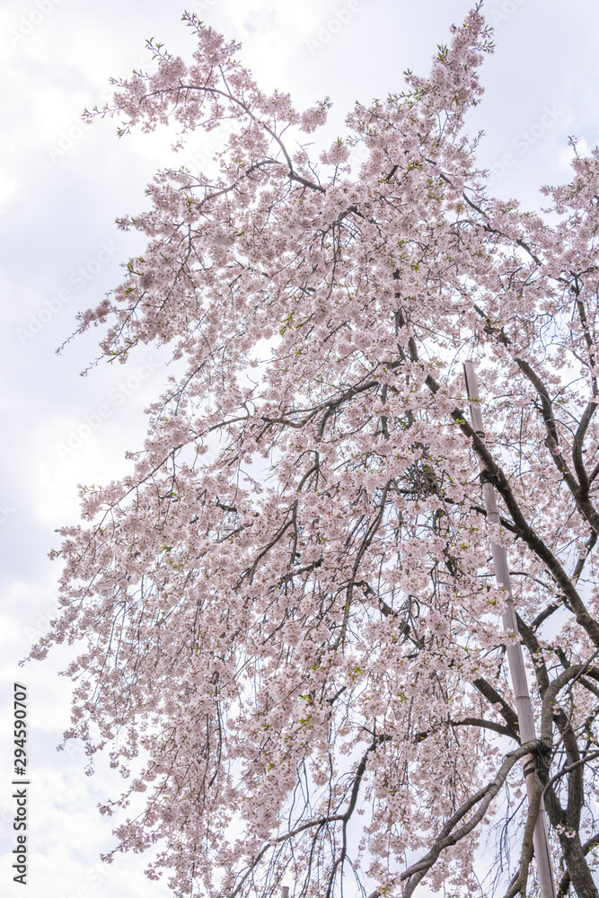 Sakura Cherry blossom Nagano Japan