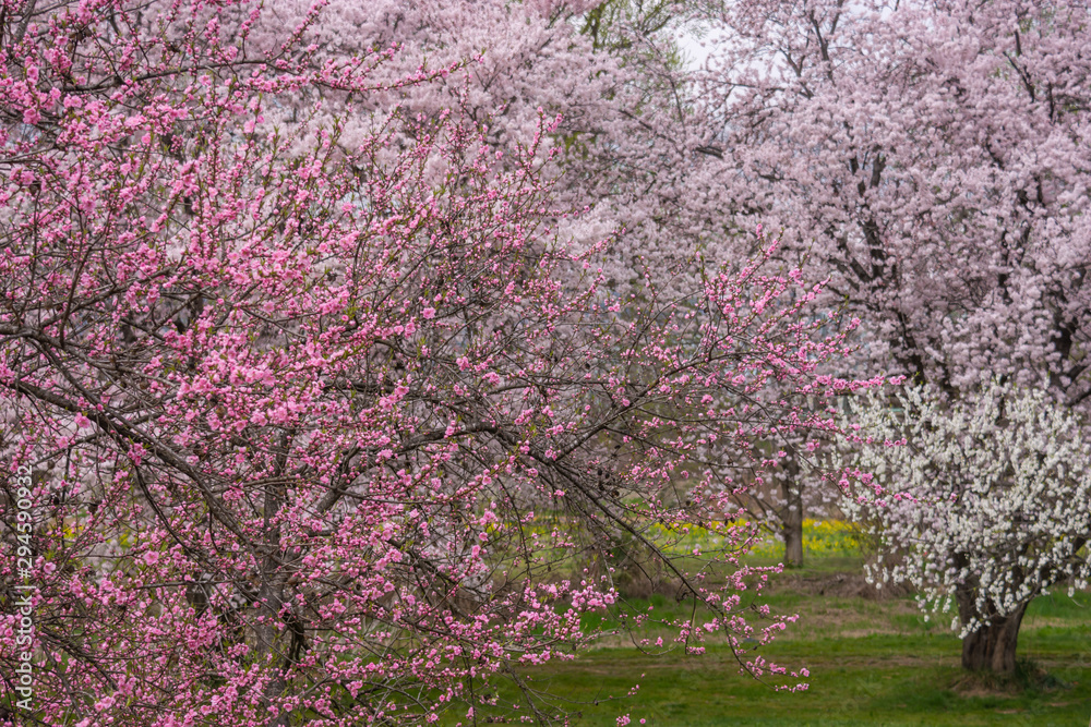 View of Cherry blossom trees Chikuma River River Park View of Cherry blossom trees Chikuma River River Park